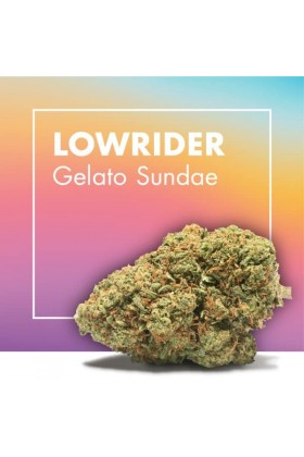 Fleurs de CBD Cannabis LOWRIDER (Gelato Sundae)