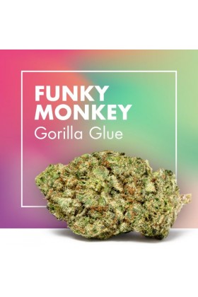 Fleurs de CBD Cannabis FUNKY MONKEY (Gorilla Glue)