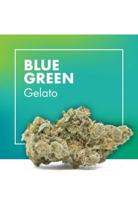 Fleurs de CBD Cannabis BLUE GREEN (Gelato)