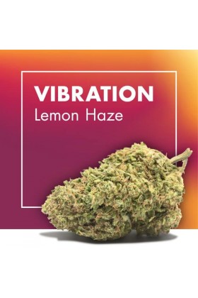 Fleurs de CBD Cannabis VIBRATION (Lemon Haze)