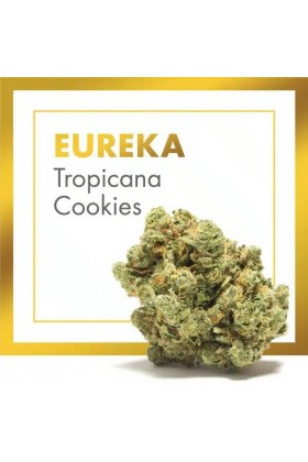 Fleurs de CBD Cannabis EUREKA (Tropicana Cookies)