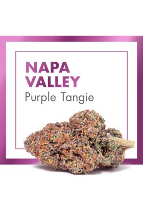 Fleurs de CBD Cannabis NAPA VALLEY (Purple Tangie)