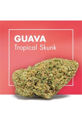 Fleurs de CBD Cannabis GUAVA (Tropical Skunk)